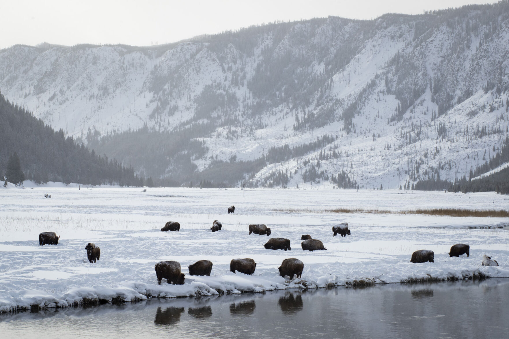 Yellowstone in Winter
